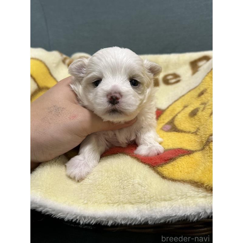 販売中の岡山県のマルチーズ-437637の7枚目