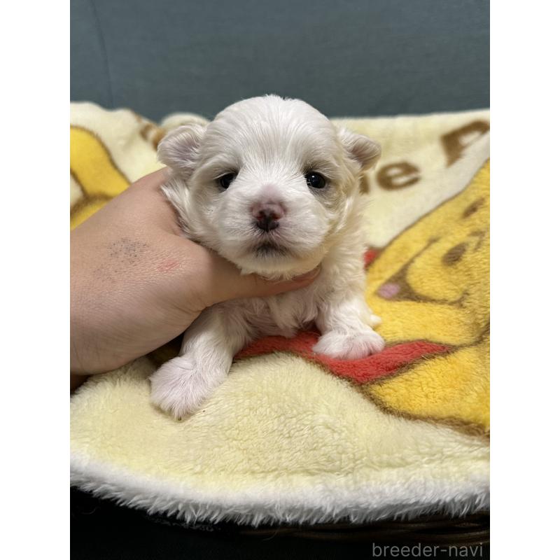 販売中の岡山県のマルチーズ-437637の6枚目