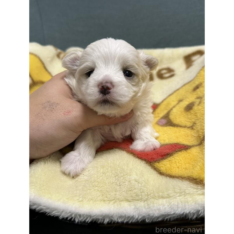 販売中の岡山県のマルチーズ-437637の5枚目