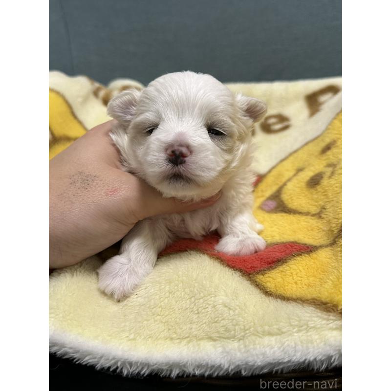 販売中の岡山県のマルチーズ-437637の4枚目