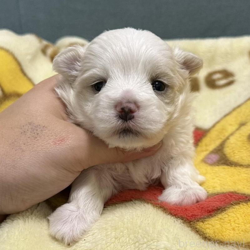 販売中の岡山県のマルチーズ-437637