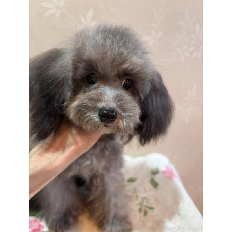 販売中の宮崎県のティーカッププードル-428635の4枚目