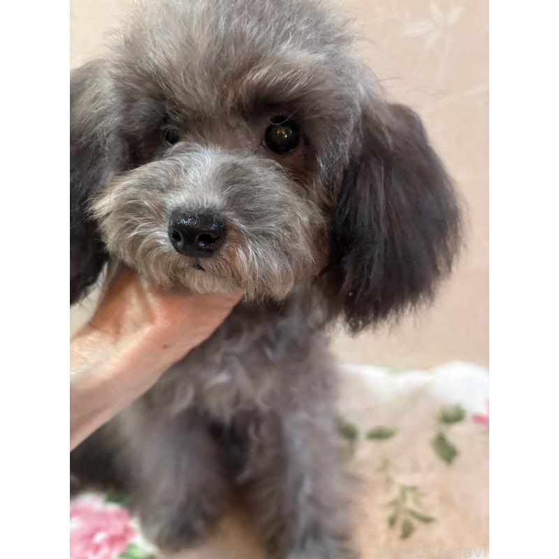 販売中の宮崎県のティーカッププードル-428635の3枚目