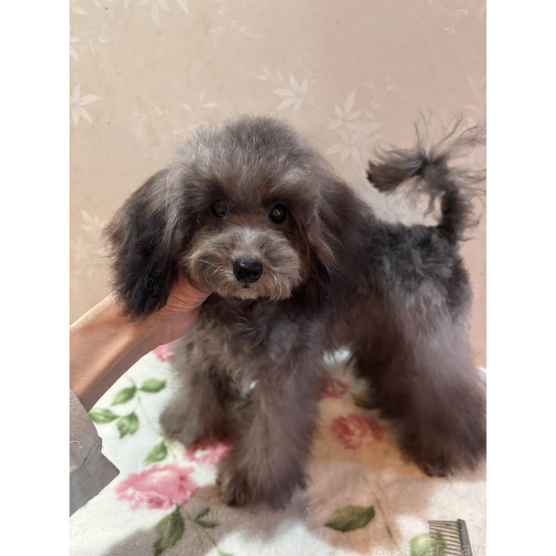 販売中の宮崎県のティーカッププードル-428635の2枚目