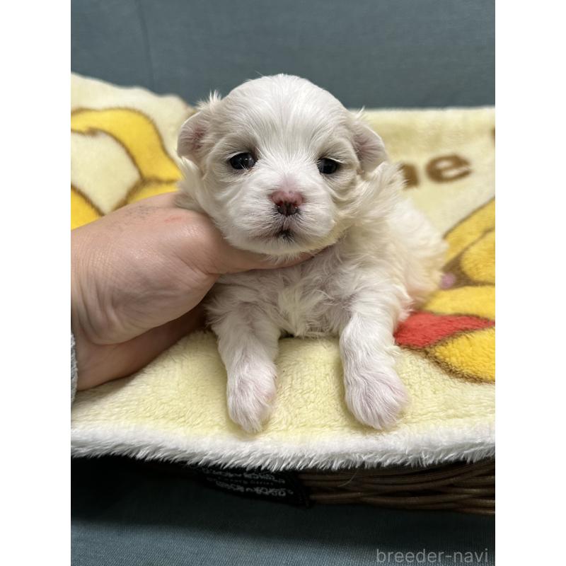 販売中の岡山県のマルチーズ-437638の7枚目