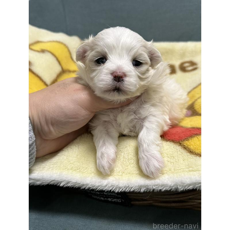 販売中の岡山県のマルチーズ-437638の5枚目