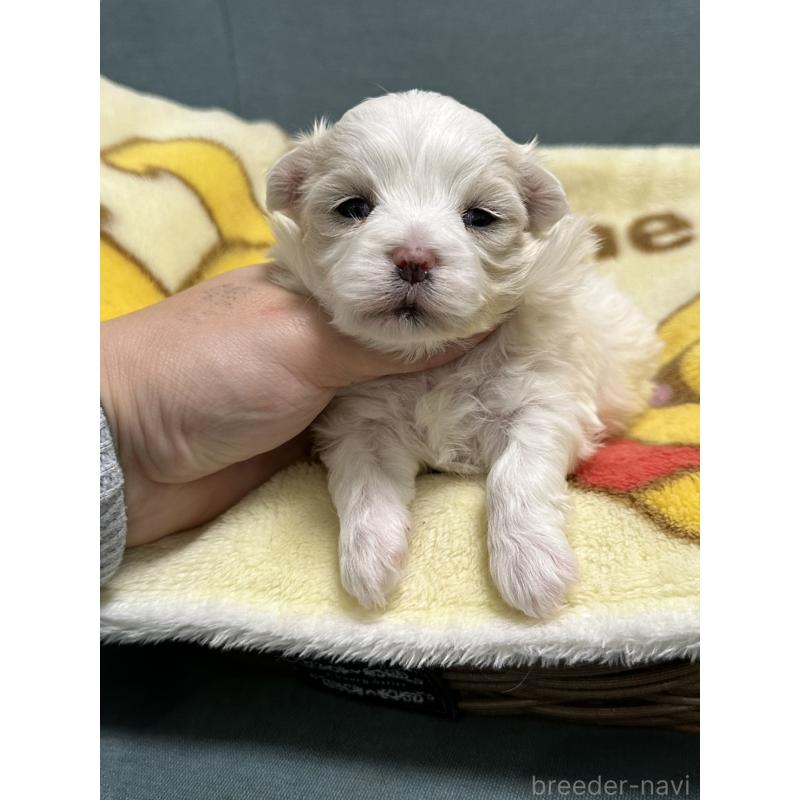 販売中の岡山県のマルチーズ-437638の4枚目