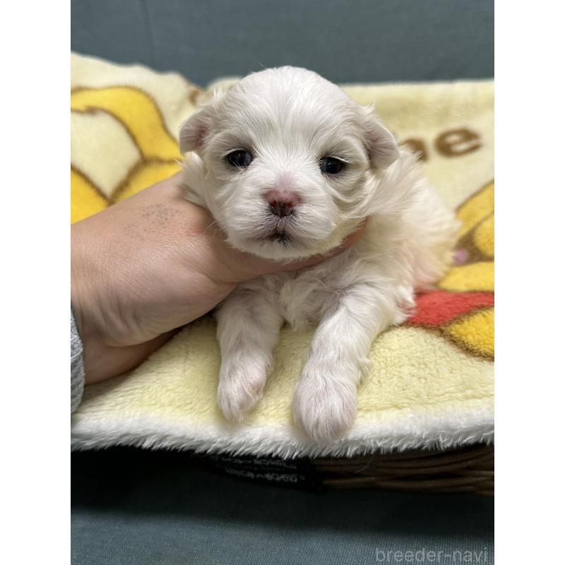 販売中の岡山県のマルチーズ-437638の3枚目