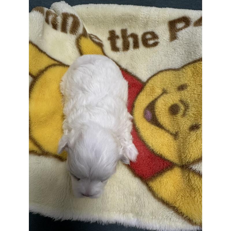 販売中の岡山県のマルチーズ-437638の2枚目