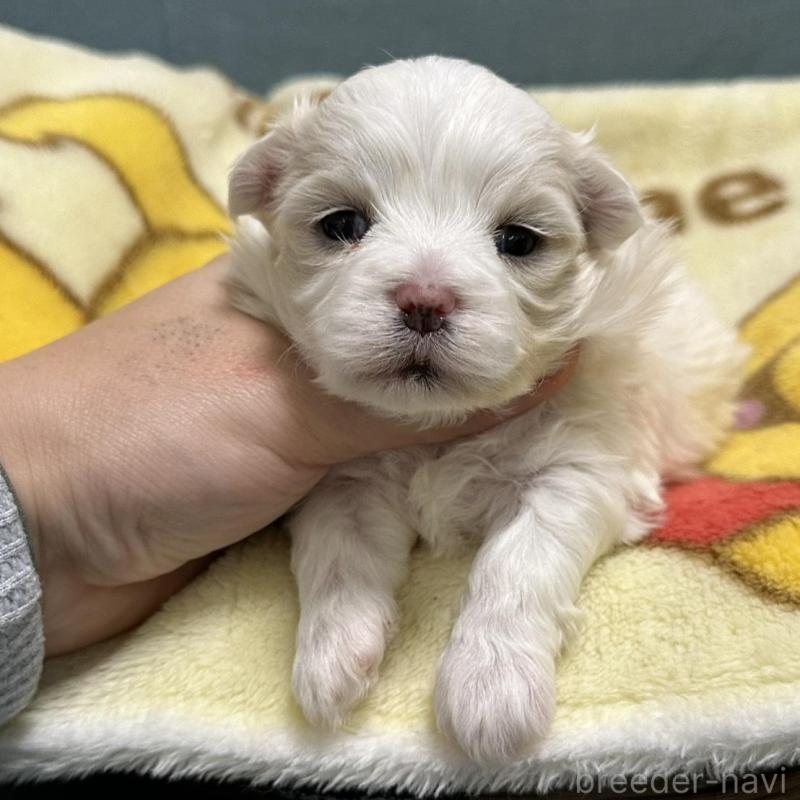 販売中の岡山県のマルチーズ-437638の1枚目
