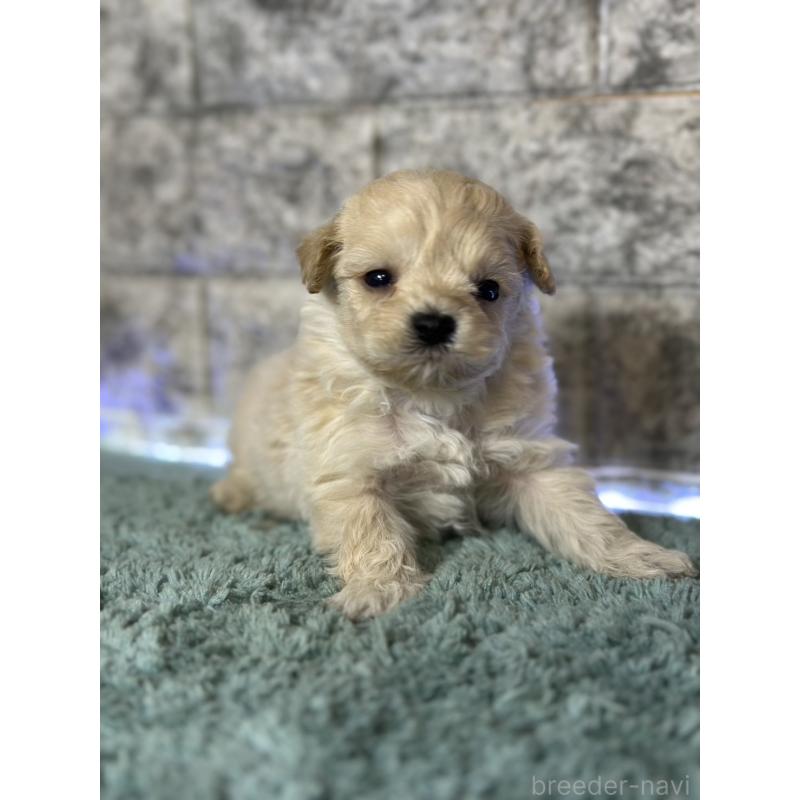 販売中の千葉県のマルプー:マルチーズ×トイプードル-437642の7枚目