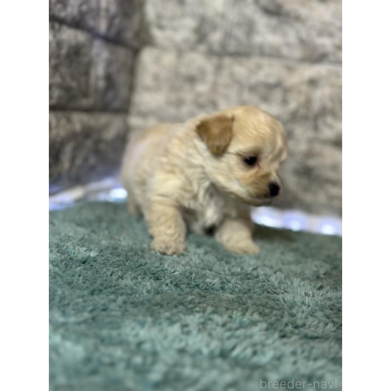 販売中の千葉県のマルプー:マルチーズ×トイプードル-437642の6枚目