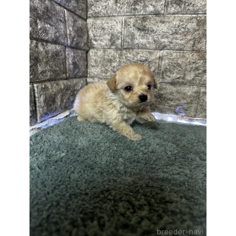 販売中の千葉県のマルプー:マルチーズ×トイプードル-437642の5枚目