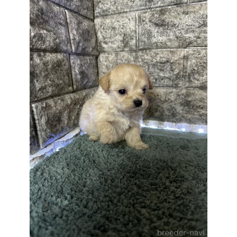 販売中の千葉県のマルプー:マルチーズ×トイプードル-437642の4枚目