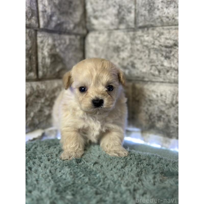 販売中の千葉県のマルプー:マルチーズ×トイプードル-437642の3枚目