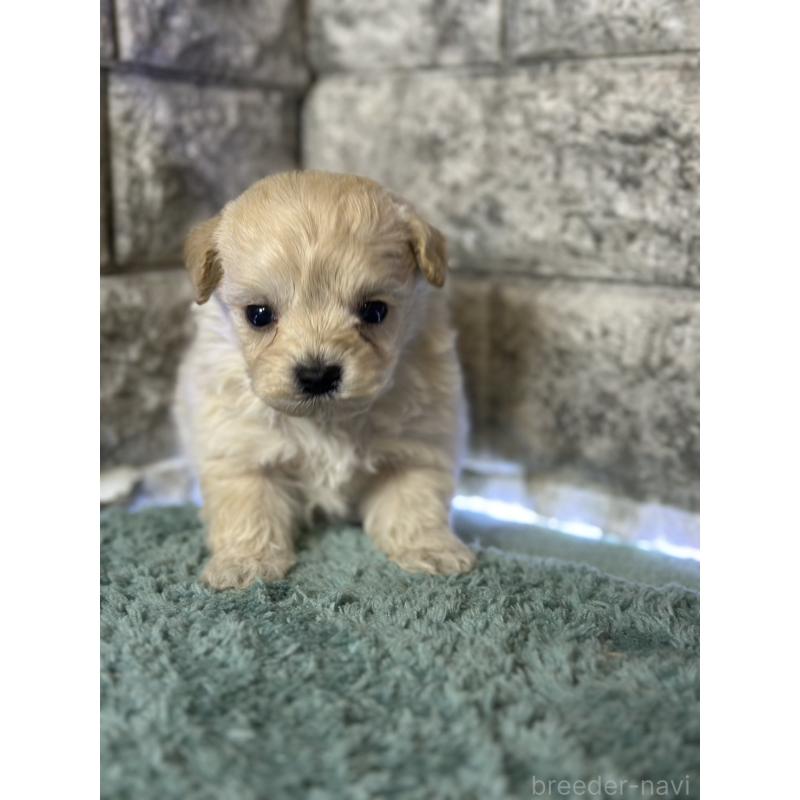 販売中の千葉県のマルプー:マルチーズ×トイプードル-437642の2枚目