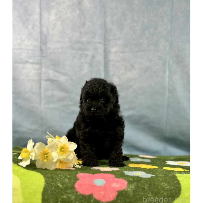 販売中の京都府のトイプードル-437410の15枚目