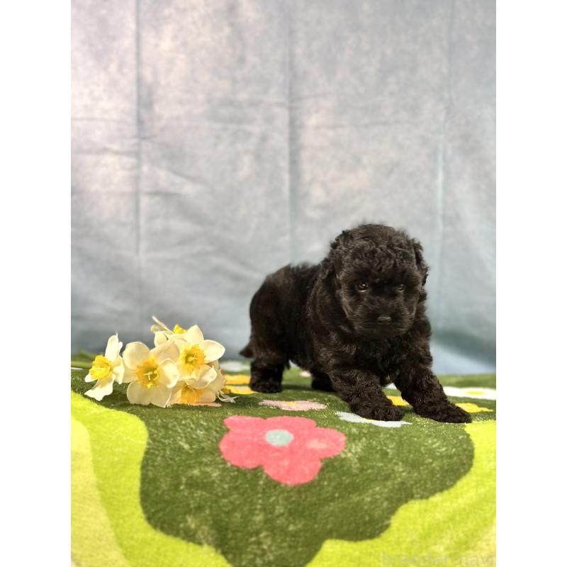 販売中の京都府のトイプードル-437410の14枚目