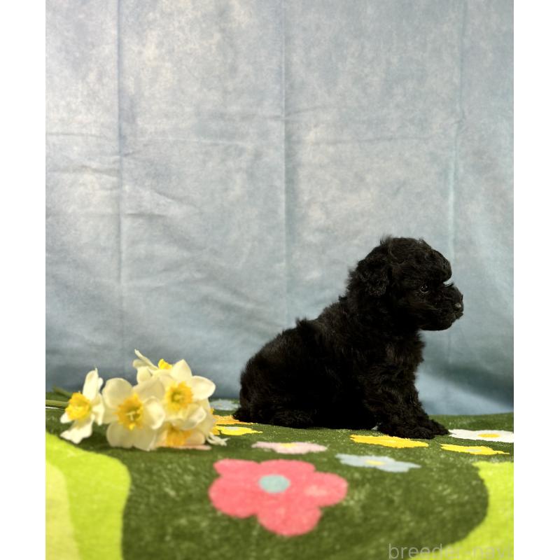 販売中の京都府のトイプードル-437410の13枚目