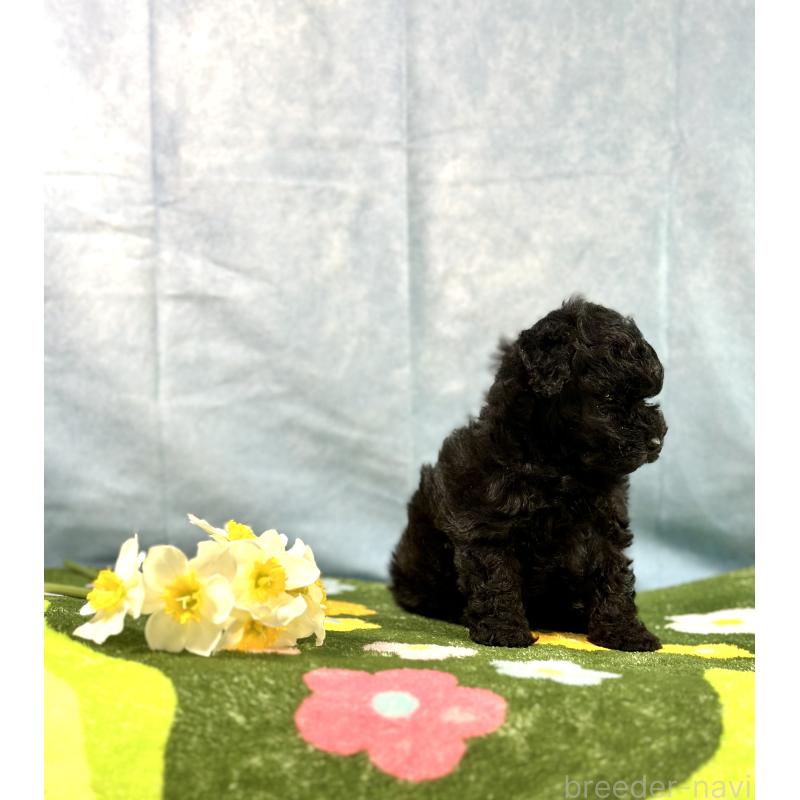 販売中の京都府のトイプードル-437410の12枚目