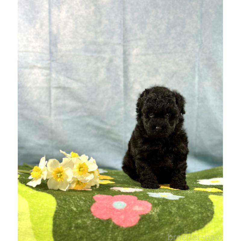 販売中の京都府のトイプードル-437410の11枚目