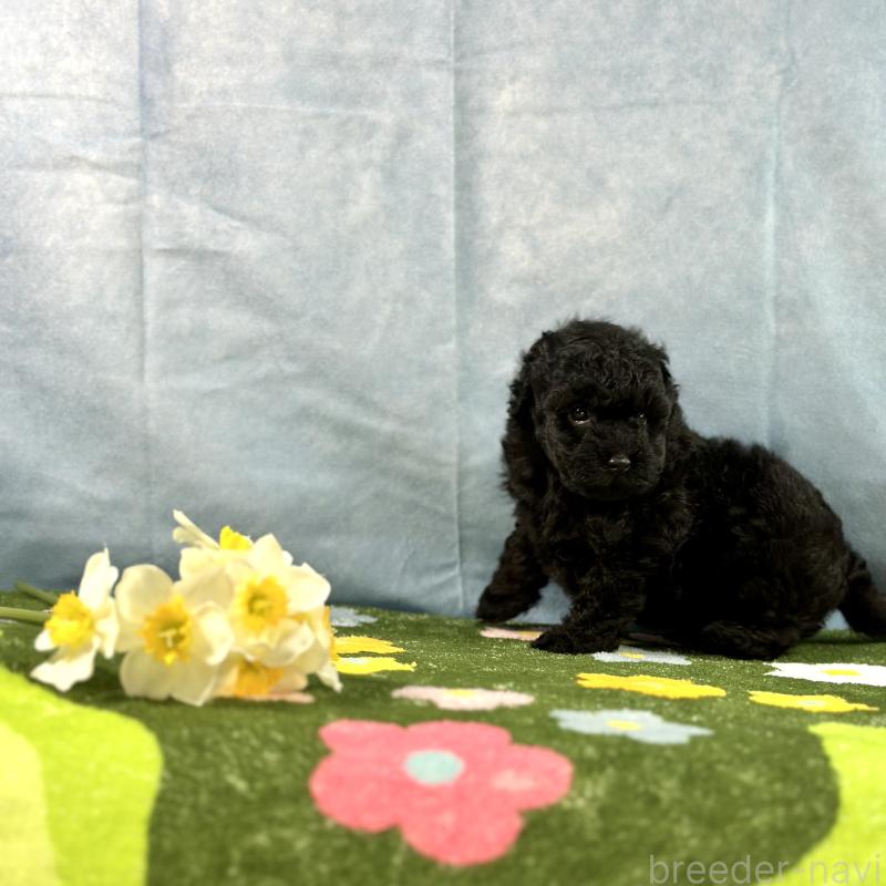 販売中の京都府のトイプードル-437410の10枚目