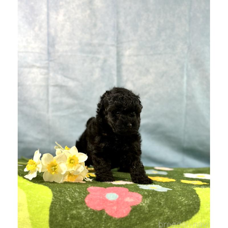 販売中の京都府のトイプードル-437410の9枚目