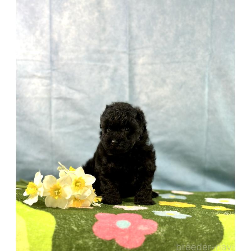 販売中の京都府のトイプードル-437410の8枚目