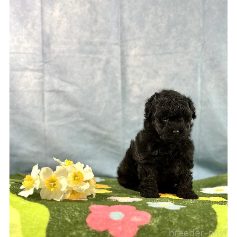 販売中の京都府のトイプードル-437410の6枚目