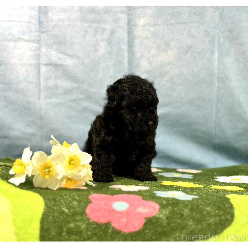 販売中の京都府のトイプードル-437410の5枚目