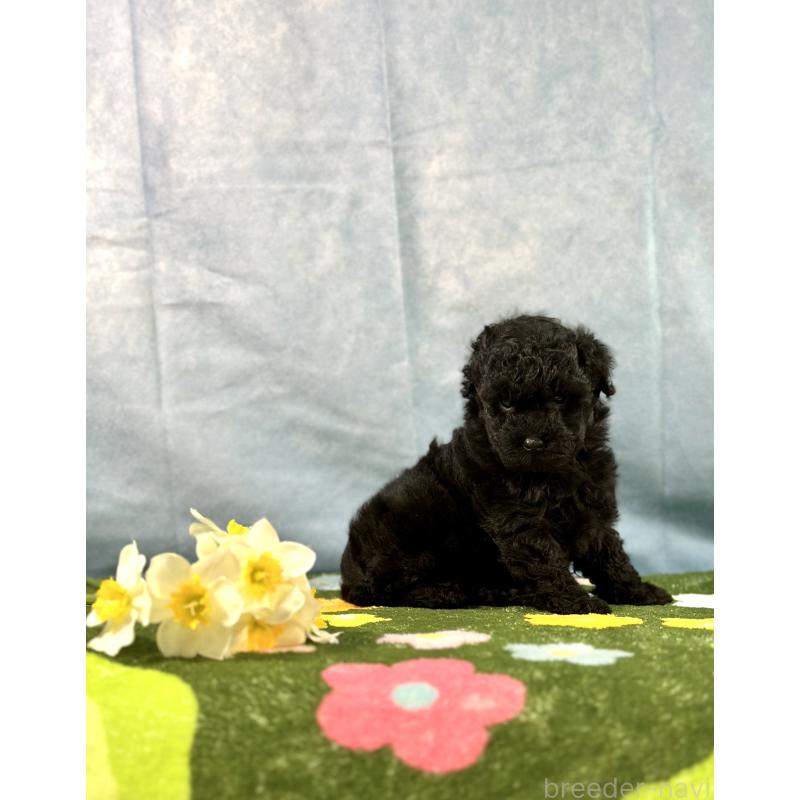 販売中の京都府のトイプードル-437410の4枚目