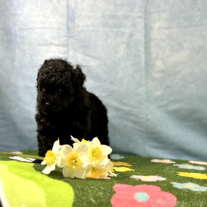 販売中の京都府のトイプードル-437410の3枚目