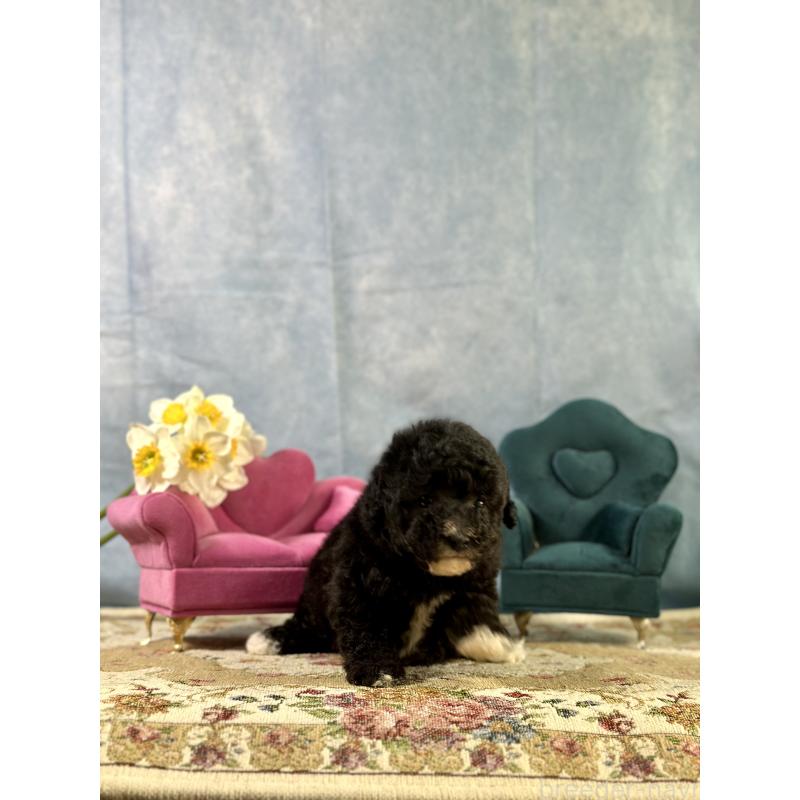 販売中の京都府のタイニープードル-437420の11枚目