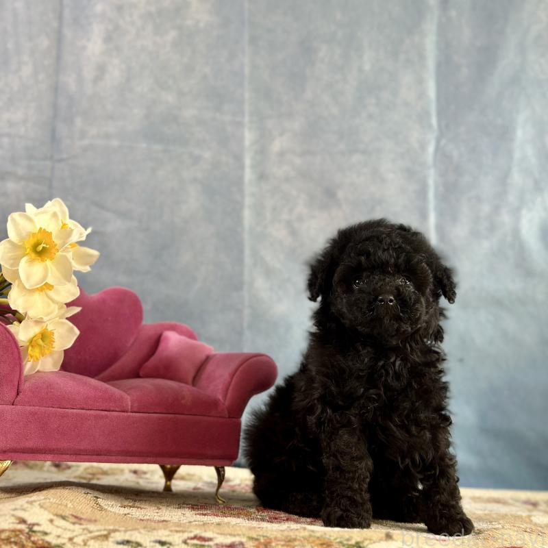 販売中の京都府のタイニープードル-437420の8枚目