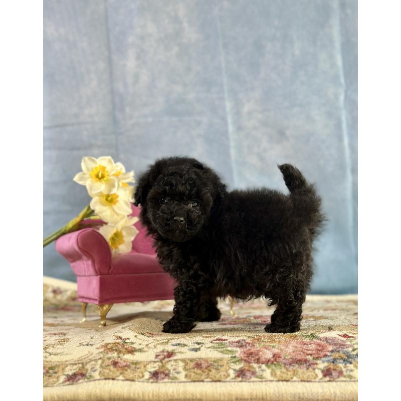 販売中の京都府のタイニープードル-437420の7枚目