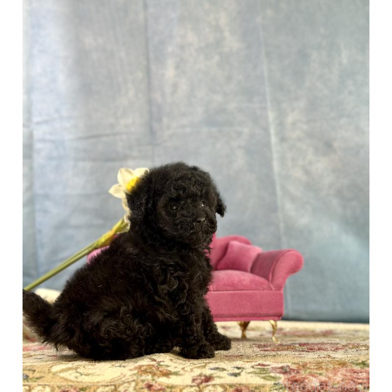 販売中の京都府のタイニープードル-437420の6枚目