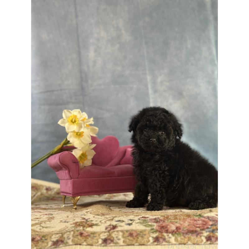 販売中の京都府のタイニープードル-437420の5枚目