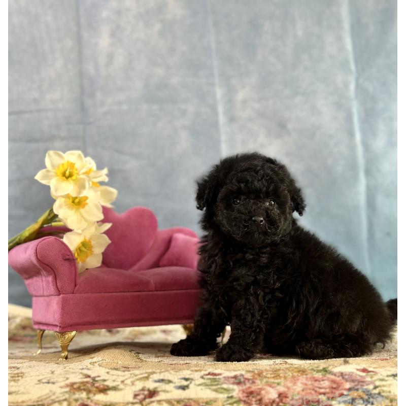 販売中の京都府のタイニープードル-437420の4枚目