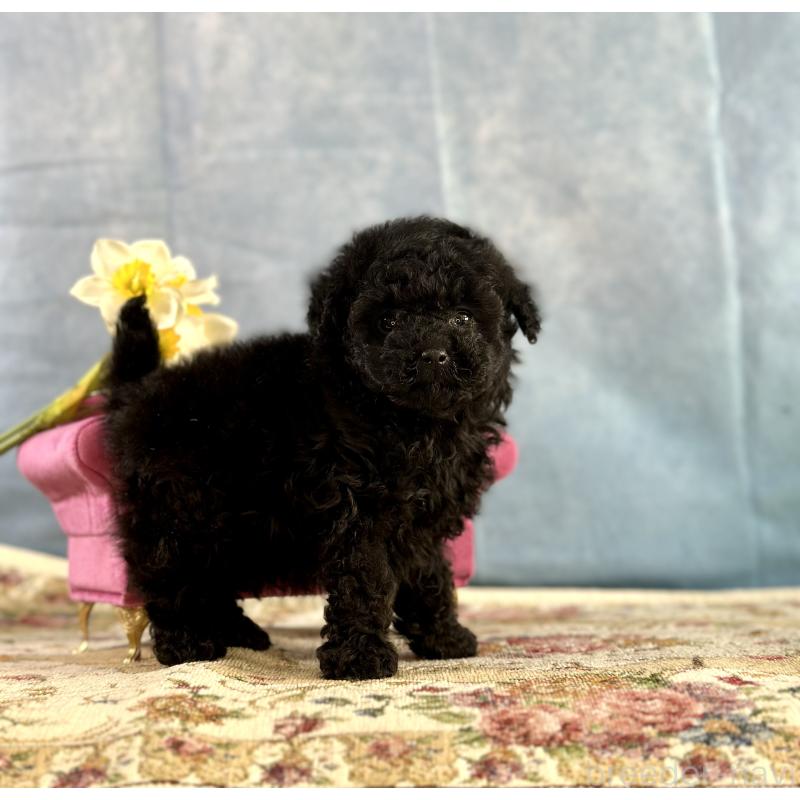 販売中の京都府のタイニープードル-437420の3枚目