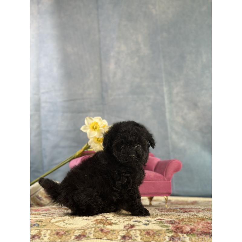 販売中の京都府のタイニープードル-437420の2枚目