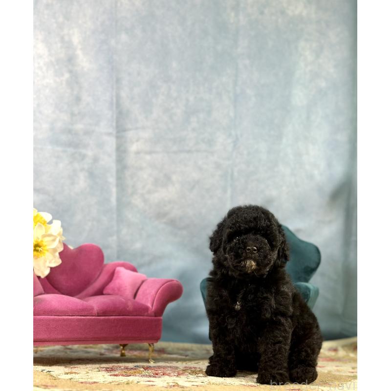 販売中の京都府のトイプードル-437411の14枚目