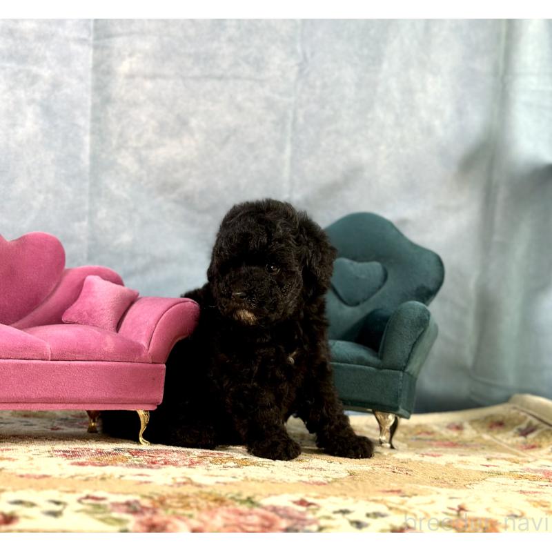 販売中の京都府のトイプードル-437411の13枚目