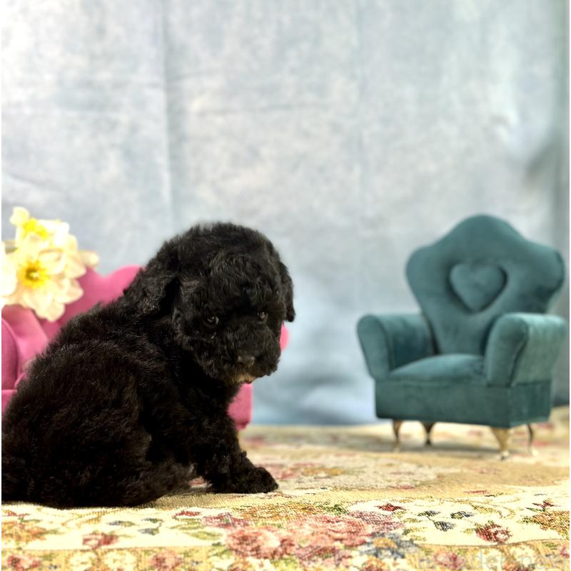 販売中の京都府のトイプードル-437411の11枚目