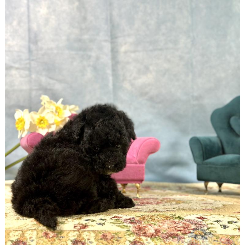 販売中の京都府のトイプードル-437411の10枚目