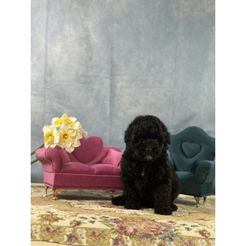 販売中の京都府のトイプードル-437411の9枚目