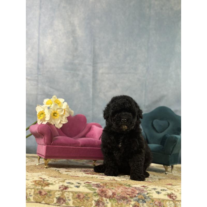 販売中の京都府のトイプードル-437411の8枚目