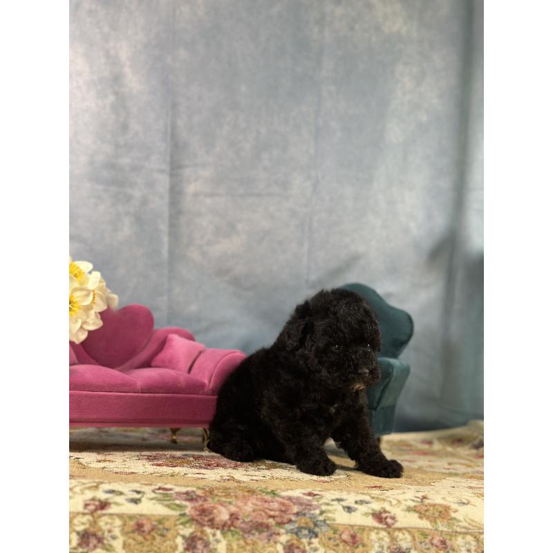 販売中の京都府のトイプードル-437411の7枚目