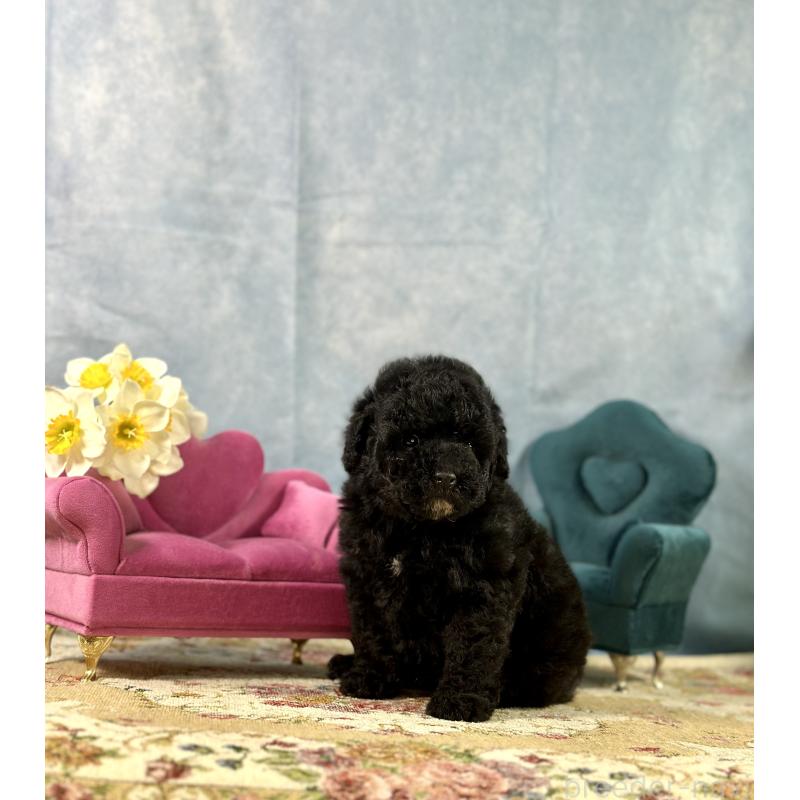 販売中の京都府のトイプードル-437411の6枚目