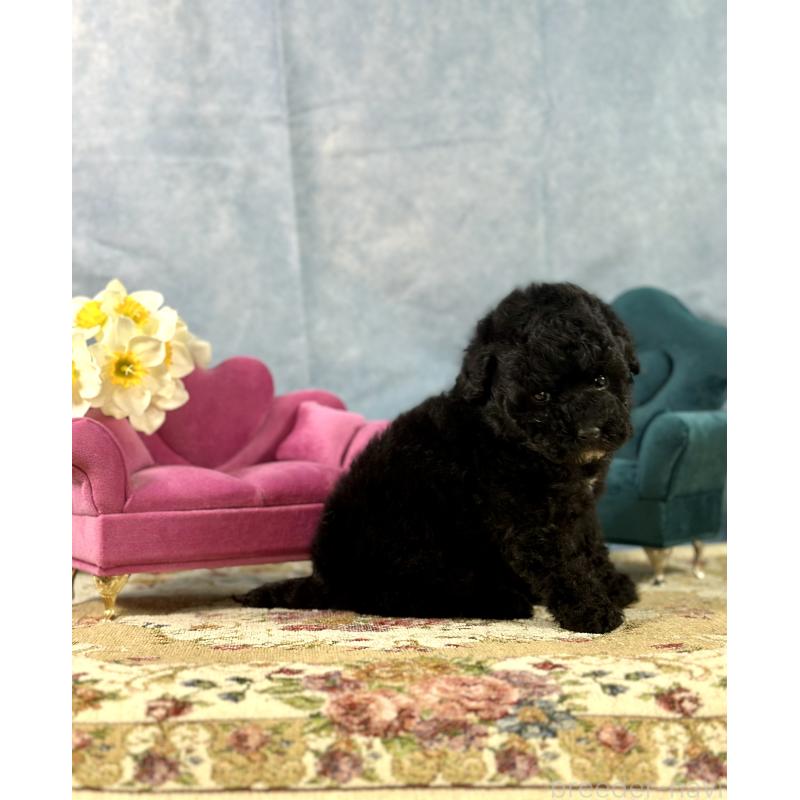 販売中の京都府のトイプードル-437411の5枚目