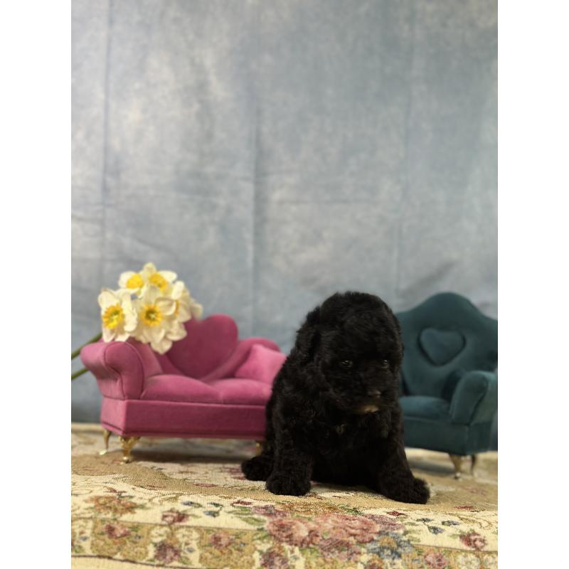 販売中の京都府のトイプードル-437411の3枚目